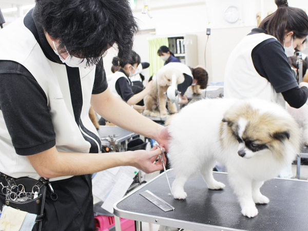 お客様の愛犬をトリミング！